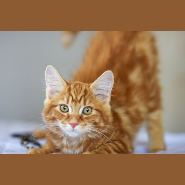 Photo of Nicolai 