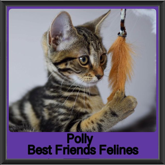 Photo of Polly 