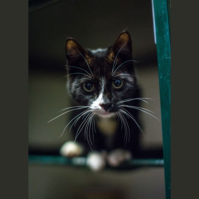 Photo of Lamington