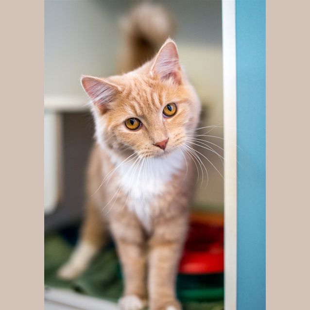 Photo of Rufus