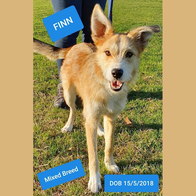 Photo of Finn