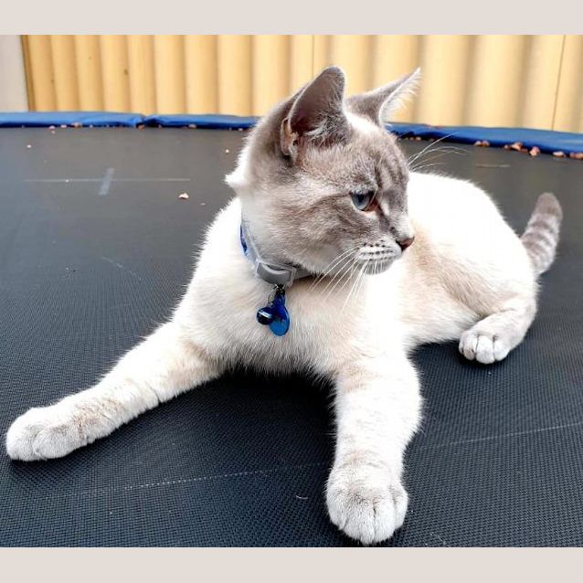 Photo of Bandit