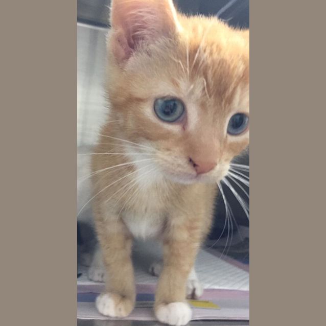 Photo of Simba 