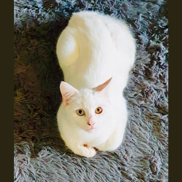 Photo of Bowie And Maize