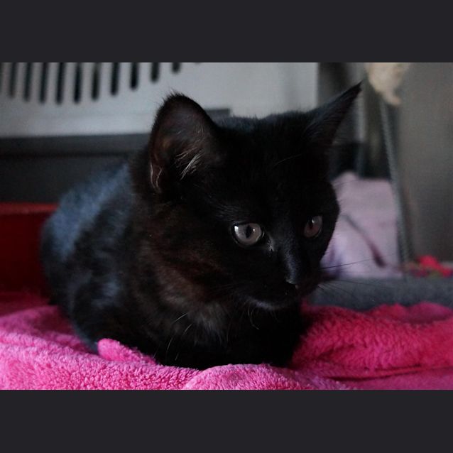 Photo of Ophelia