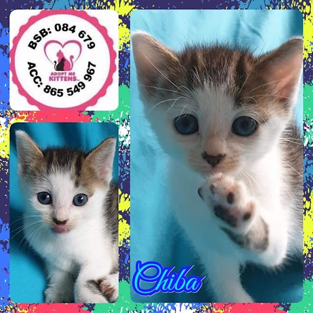 Photo of Chiba