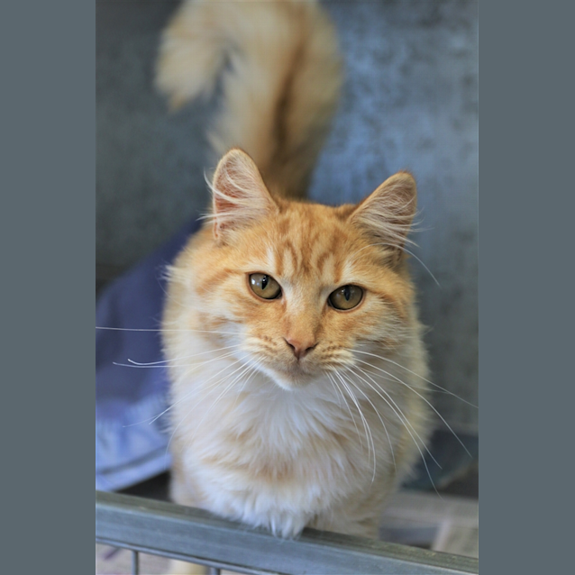 Photo of Honey