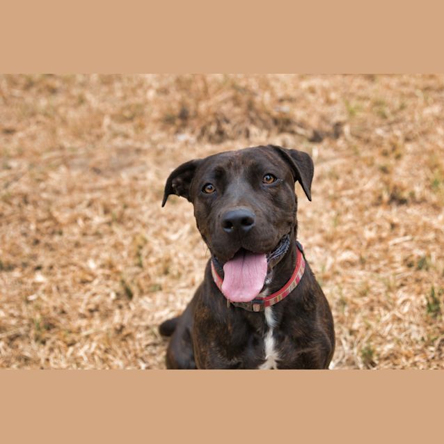 Photo of Shelby   The Best Natured Lovebug