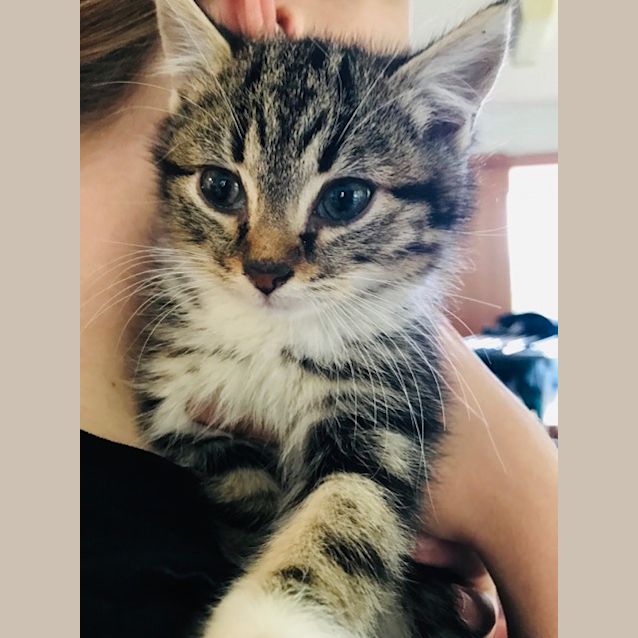 Photo of Milo