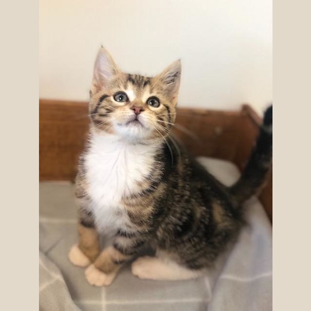 Photo of Teemo