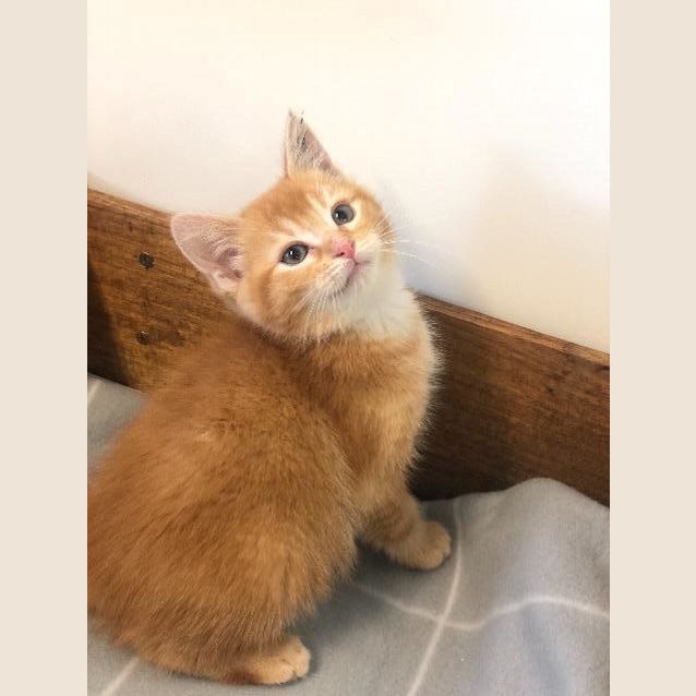 Photo of Goose