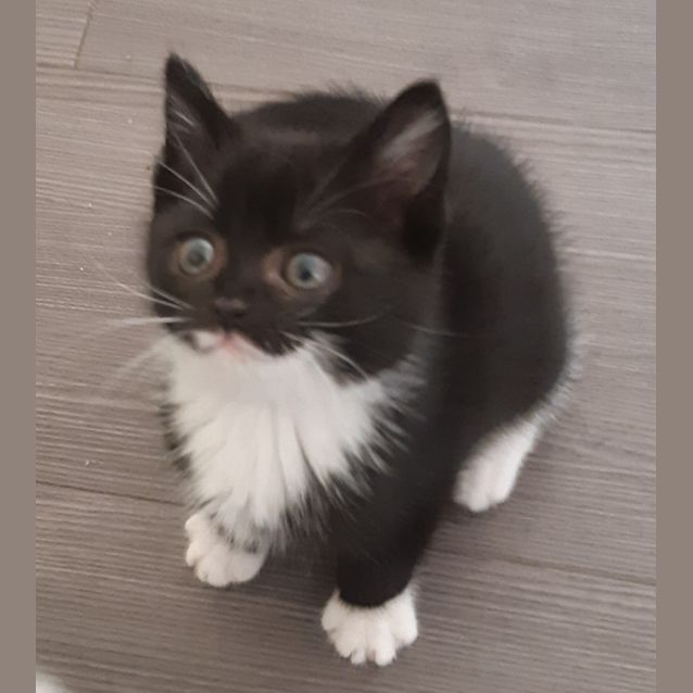 Photo of Mittens
