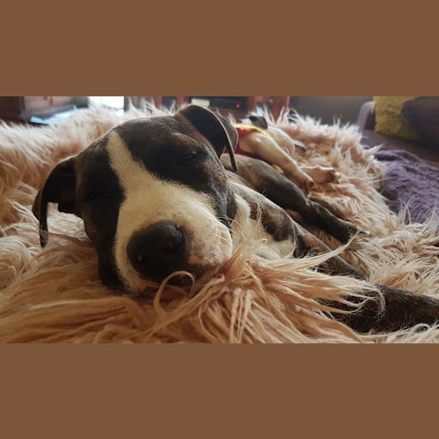 Photo of Indigo 💖