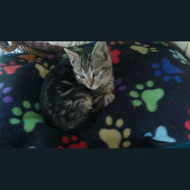 Photo of Charlie