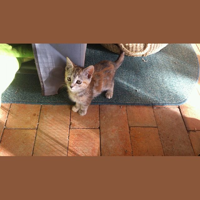 Photo of Misty