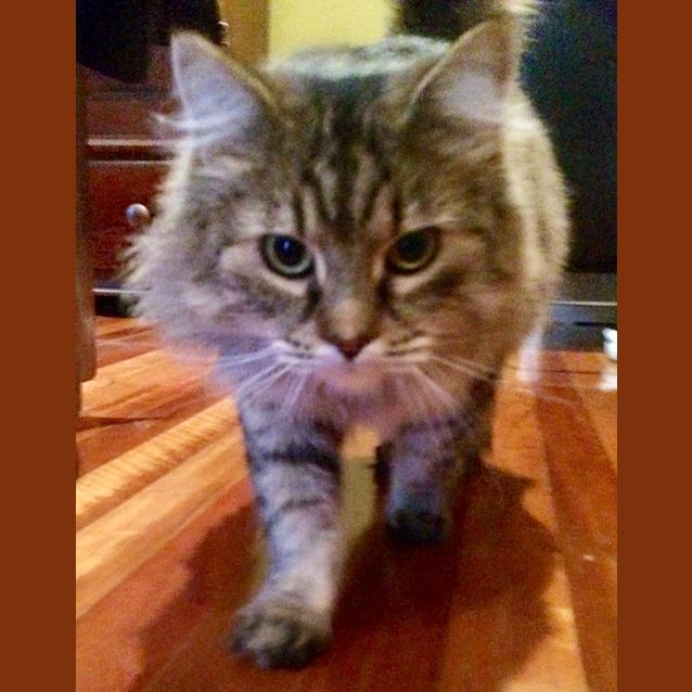 Photo of Ruby   Located In Melbourne (City)