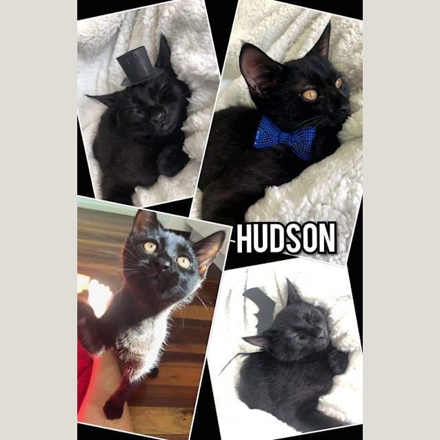 Photo of Hudson