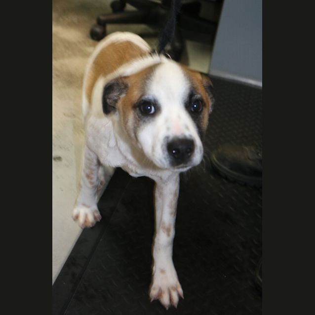 Photo of Angus