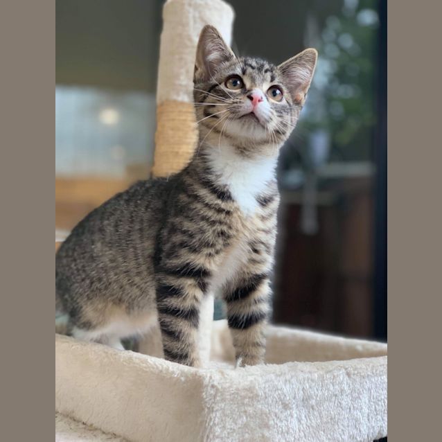 Photo of Chai