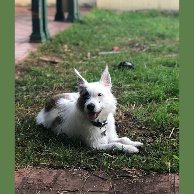 Photo of Toby