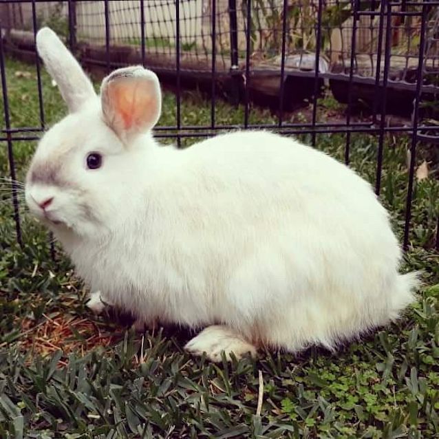 Photo of Pedro 🐇