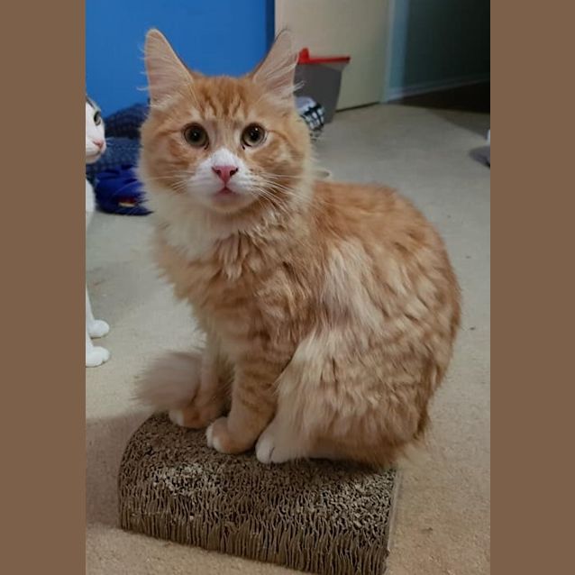 Photo of Lipton **2nd Chance Cat Rescue**