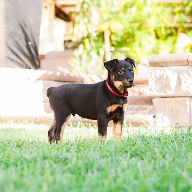 Photo of Chewie ~ Kelpie X Cattle Dog (On Trial 22/6/19)