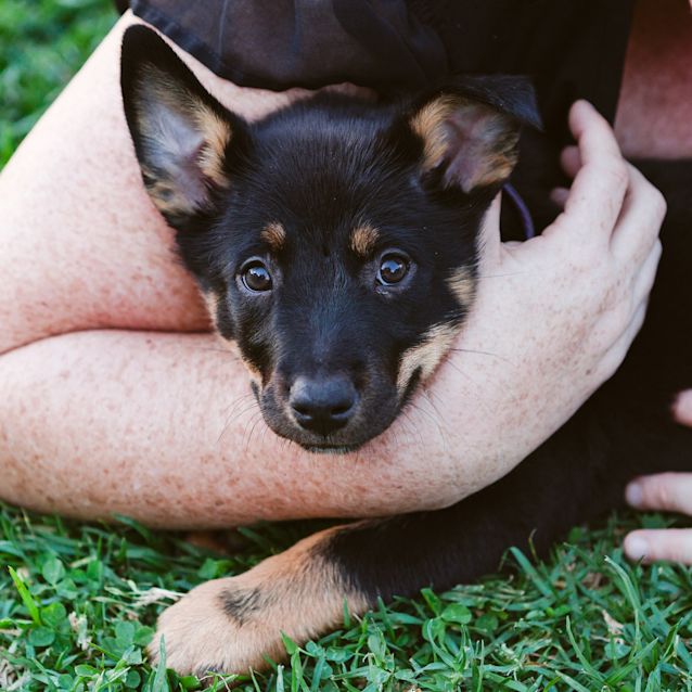 Photo of Layla ~ Kelpie X Cattle Dog (On Trial 11/6/19)