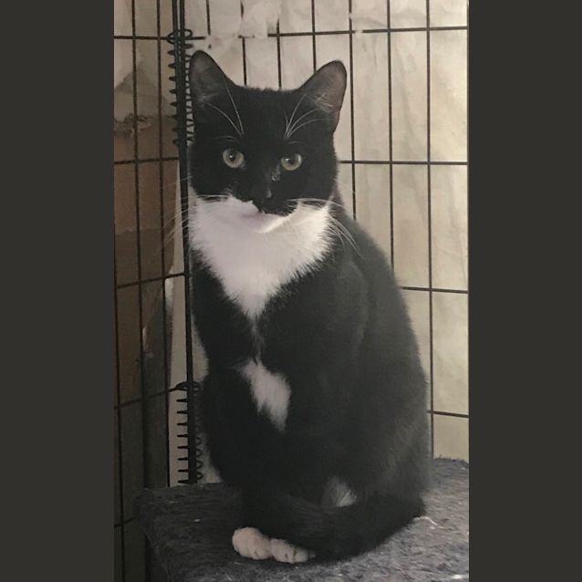 Photo of Snowy