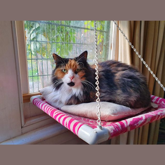 Photo of Fifi