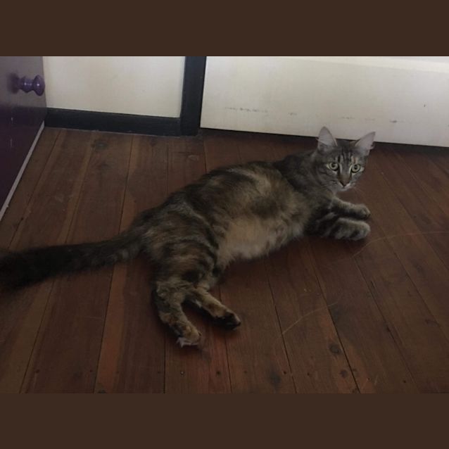 Photo of Nutmeg