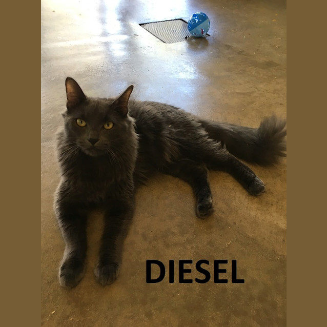 Photo of Diesel