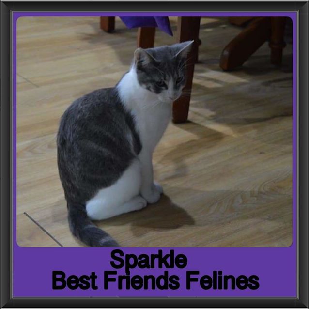 Photo of Sparkle 