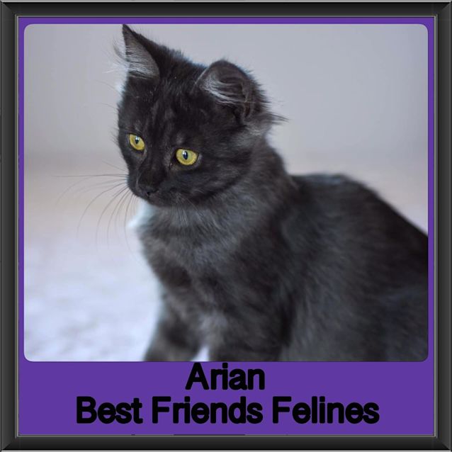 Photo of Arian