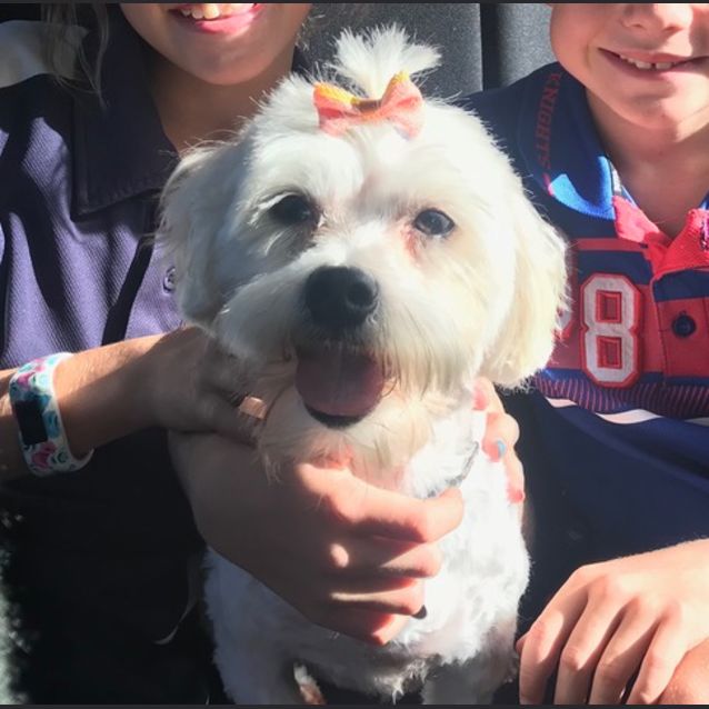 Photo of Bella ~ Maltese X Poodle (On Trial 16/6/2019))