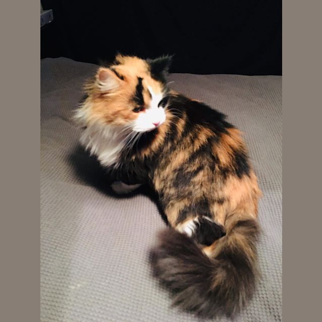 Photo of Kukkie