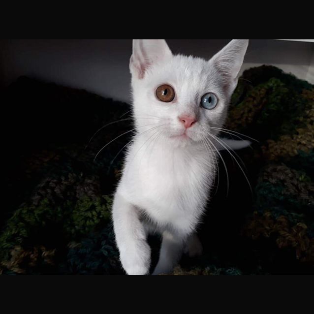 Photo of Yang