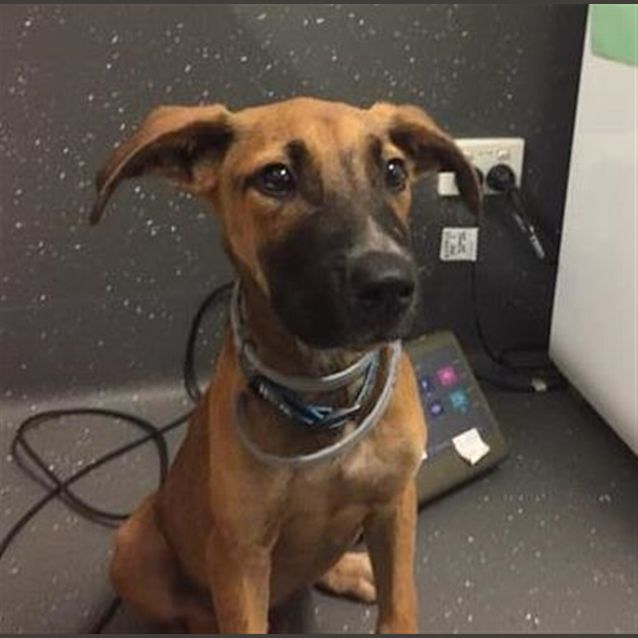 Photo of Samson