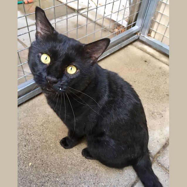 Photo of Pappa Smurf