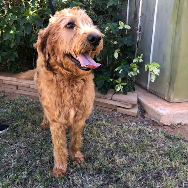 Photo of Tango