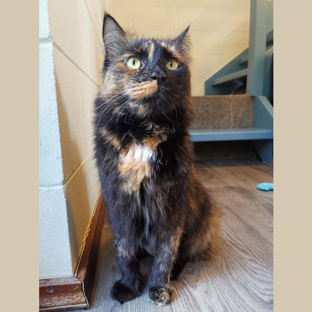 Photo of Nyla