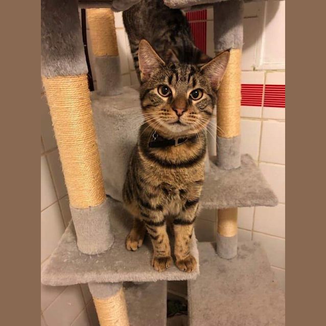 Photo of Loki