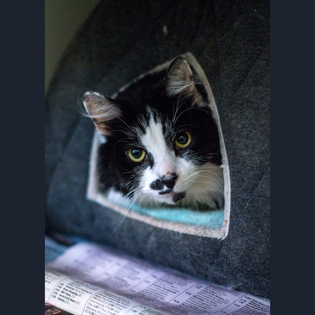 Photo of Fluffy