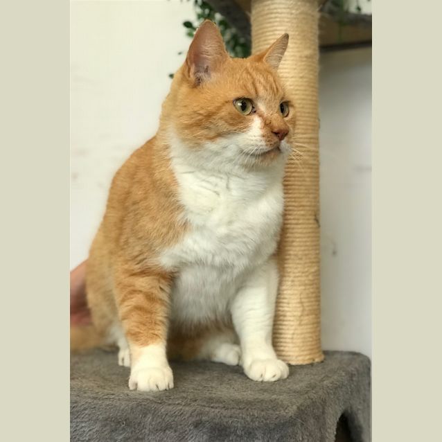 Photo of Ron Weasley