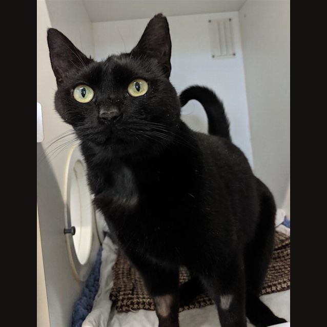 Photo of Nicole Catman