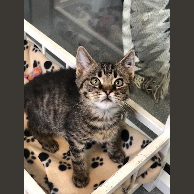 Photo of Baxter