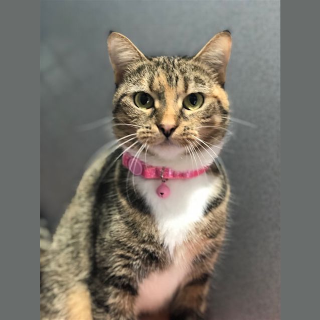 Photo of Patches