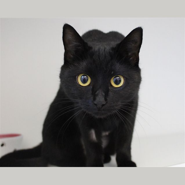 Photo of Melon