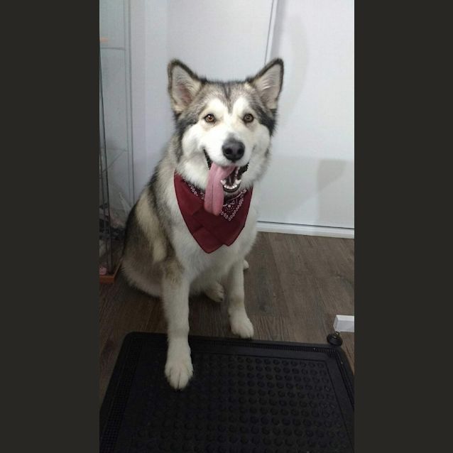 Photo of Grizzly