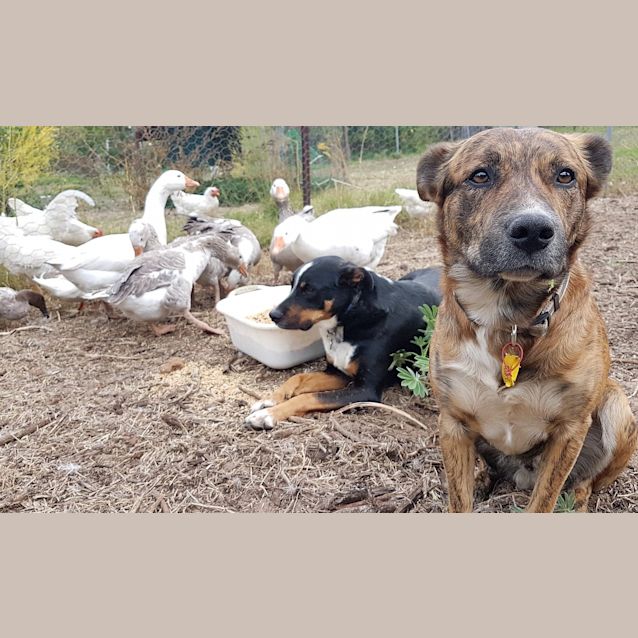 Photo of Scrappy D0029